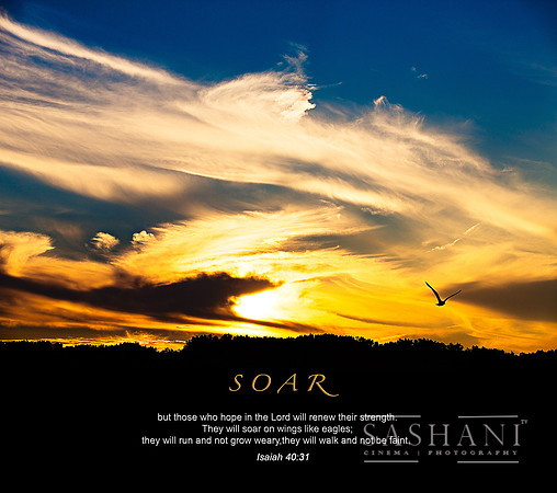 soar